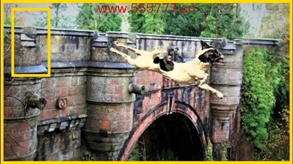 诡异的英国“死亡之桥”：600多只狗先后一跃而下